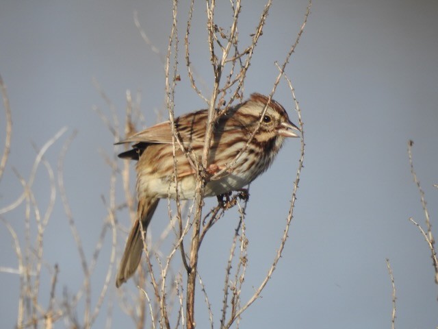Chingolo Cantor - ML646365692