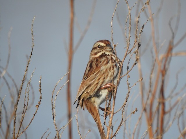 Chingolo Cantor - ML646365693