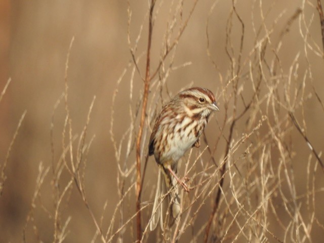 Chingolo Cantor - ML646365694