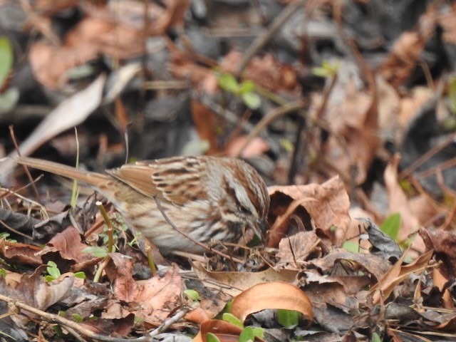 Chingolo Cantor - ML646365695
