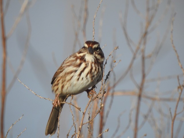 Chingolo Cantor - ML646365696