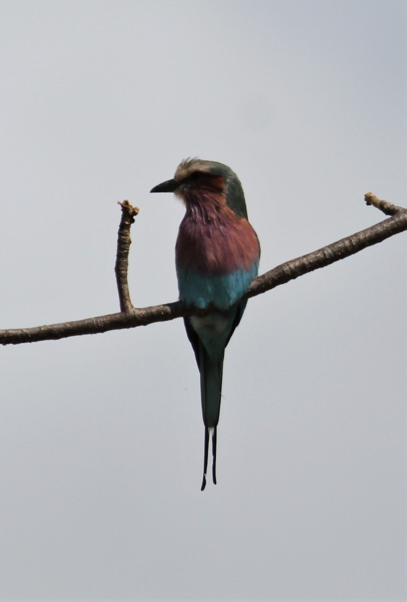 Carraca Lila - ML646365697