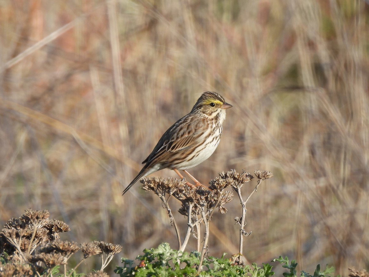 Chingolo Sabanero - ML646365698