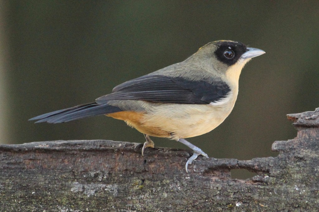 Black-goggled Tanager - ML64636571