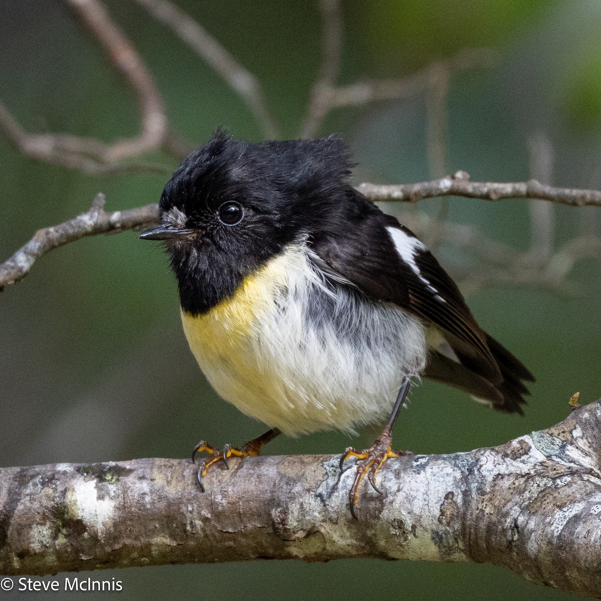 maoriflueskvett - ML646365710