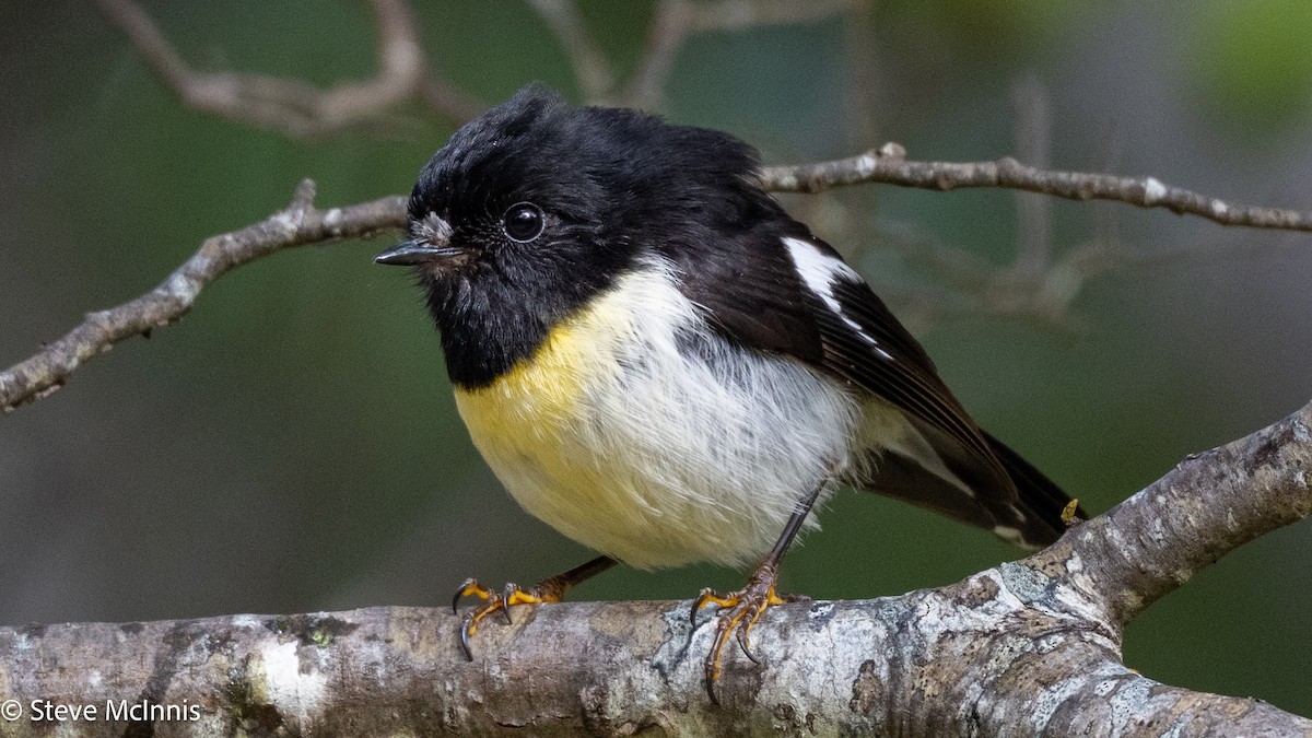 maoriflueskvett - ML646365711