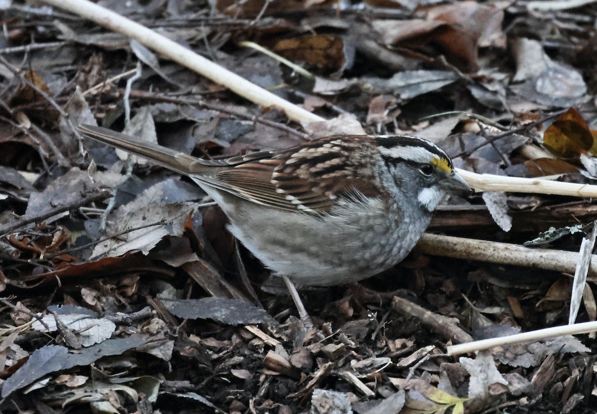 White-throated Sparrow - ML646365712