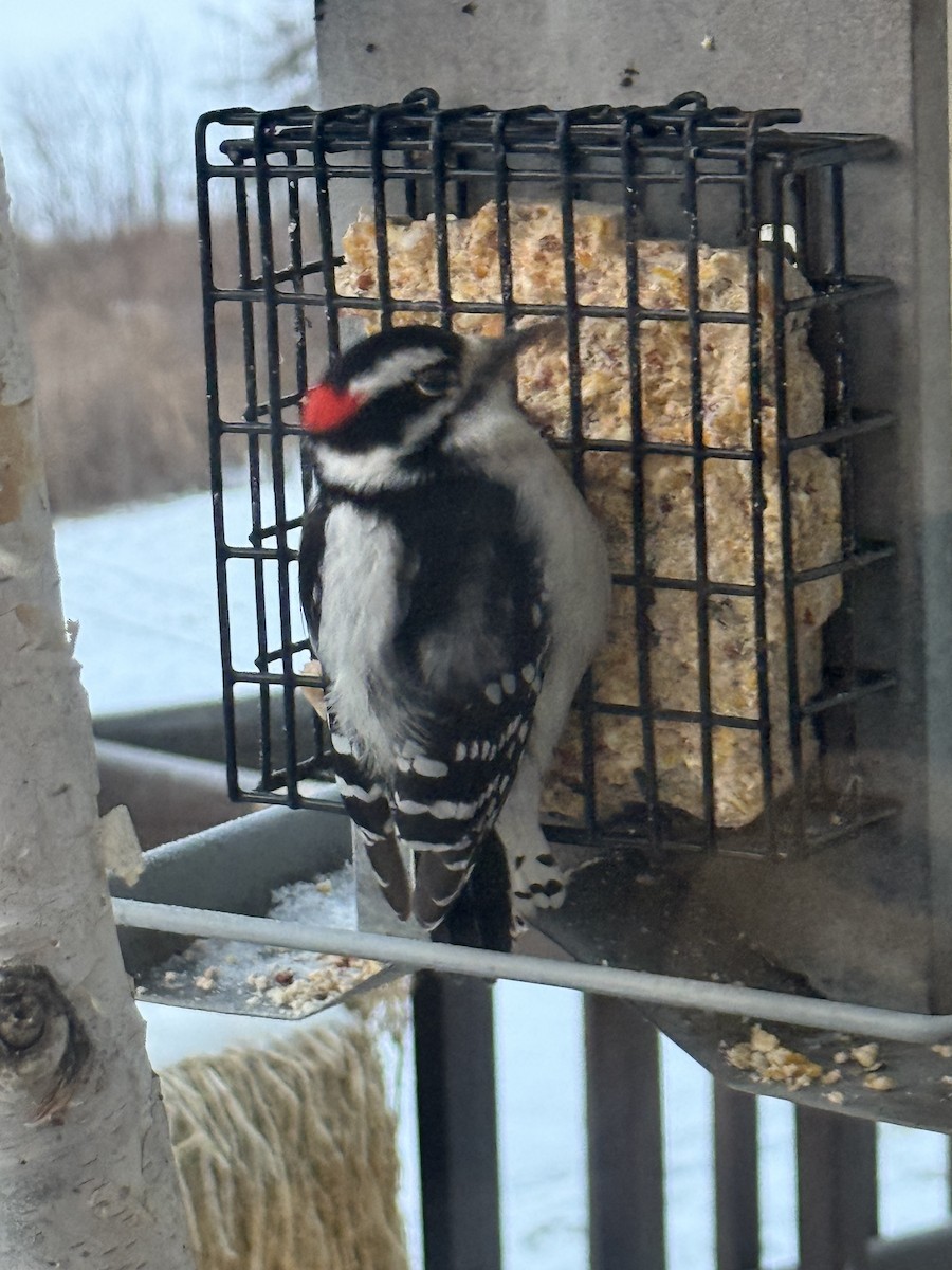 Dunenspecht - ML646365714