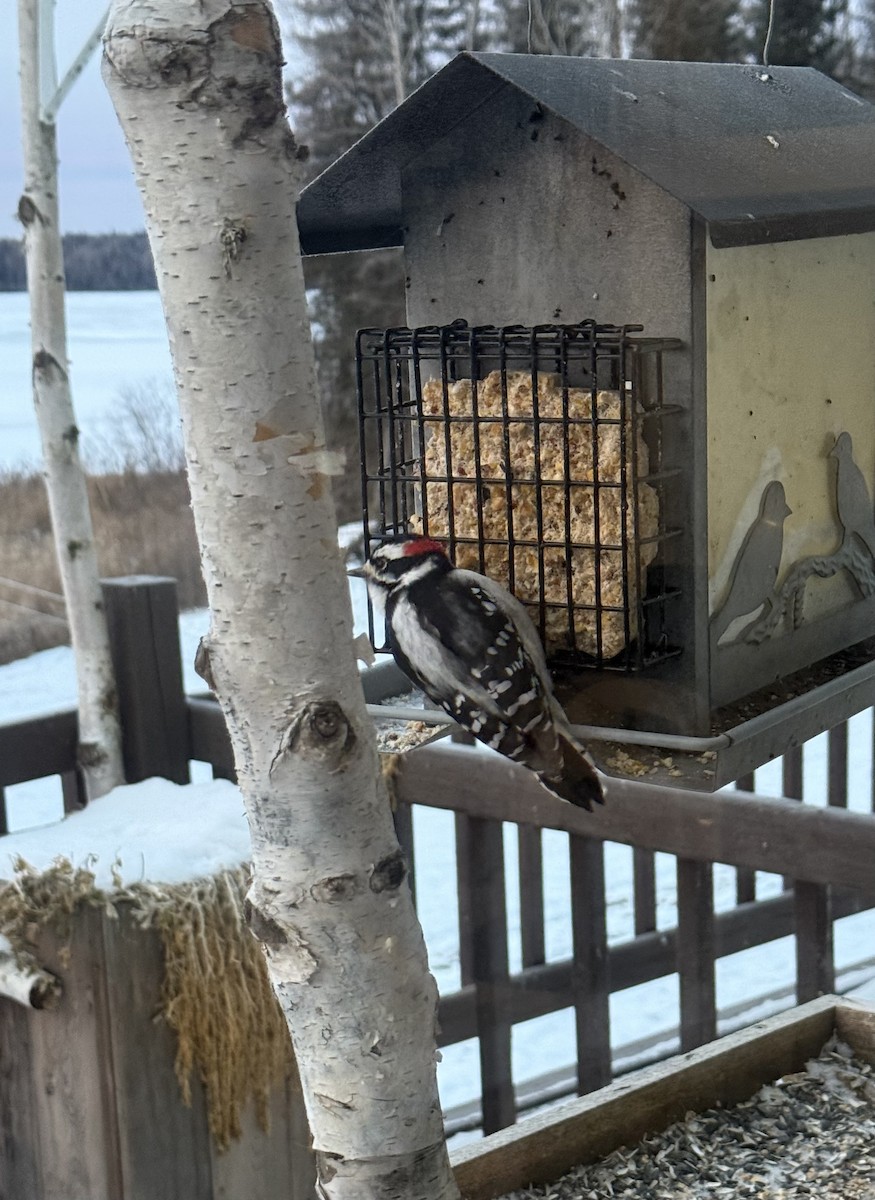 Dunenspecht - ML646365715