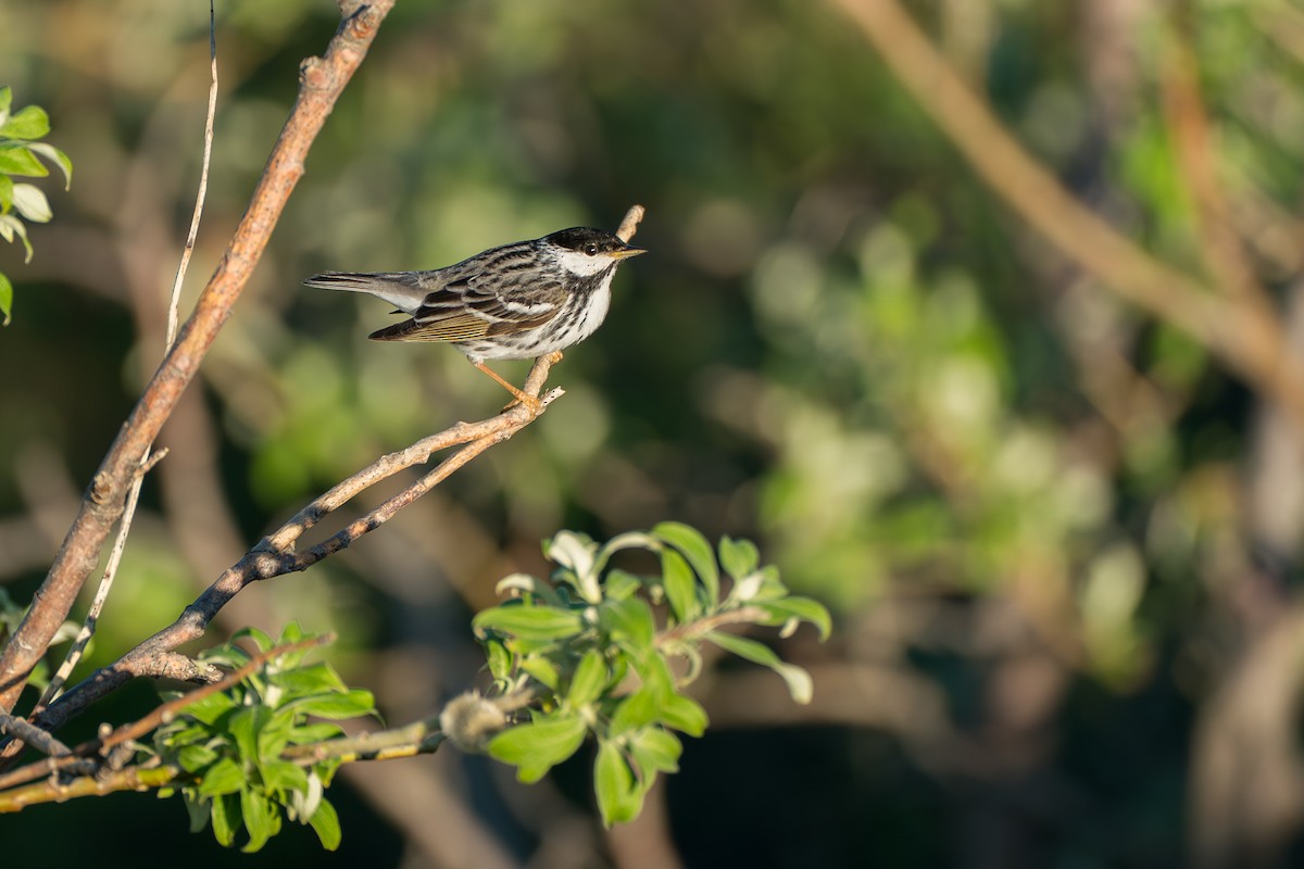 Blackpoll Warbler - ML646365717