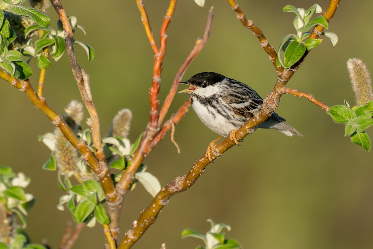 Blackpoll Warbler - ML646365718