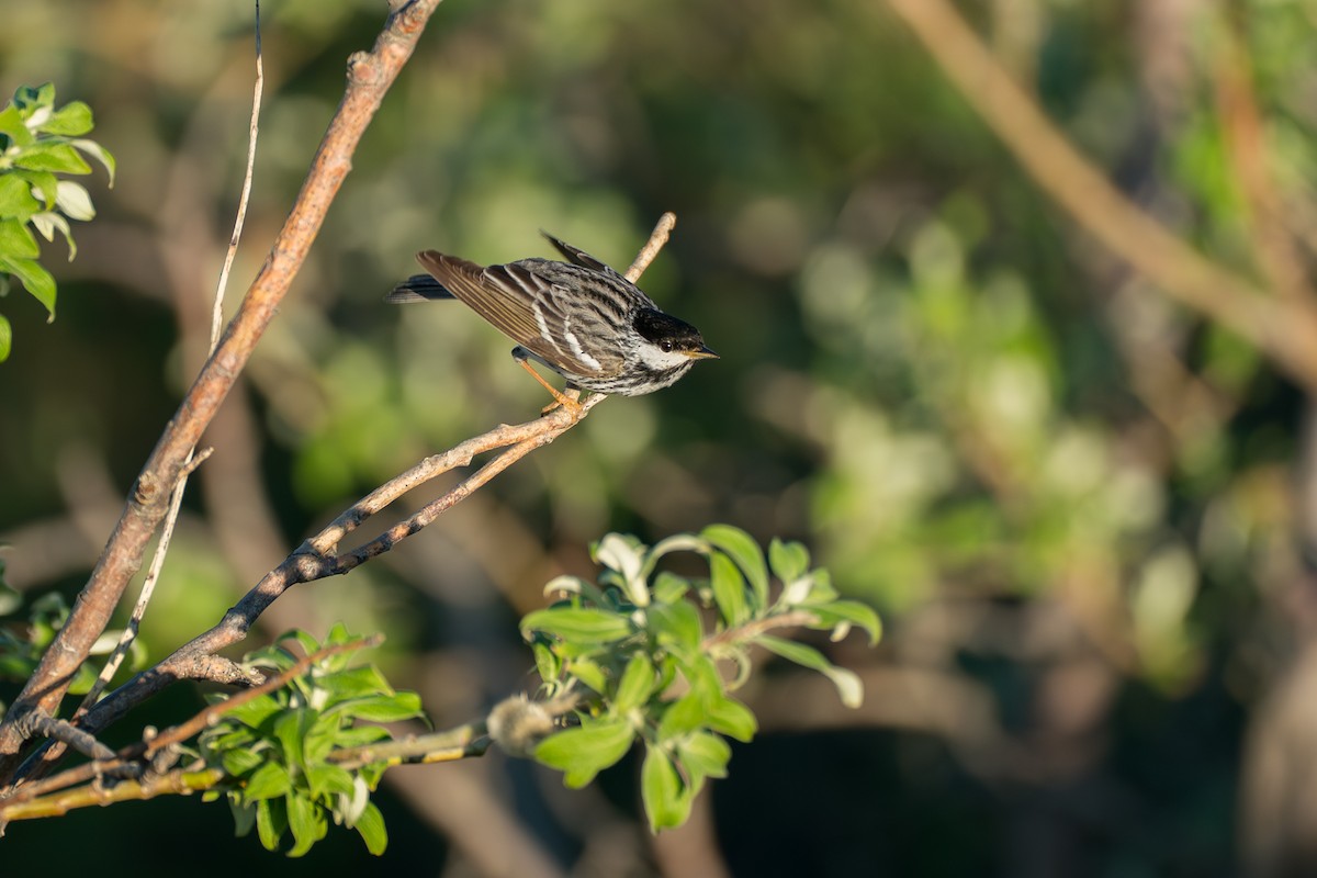 Blackpoll Warbler - ML646365719
