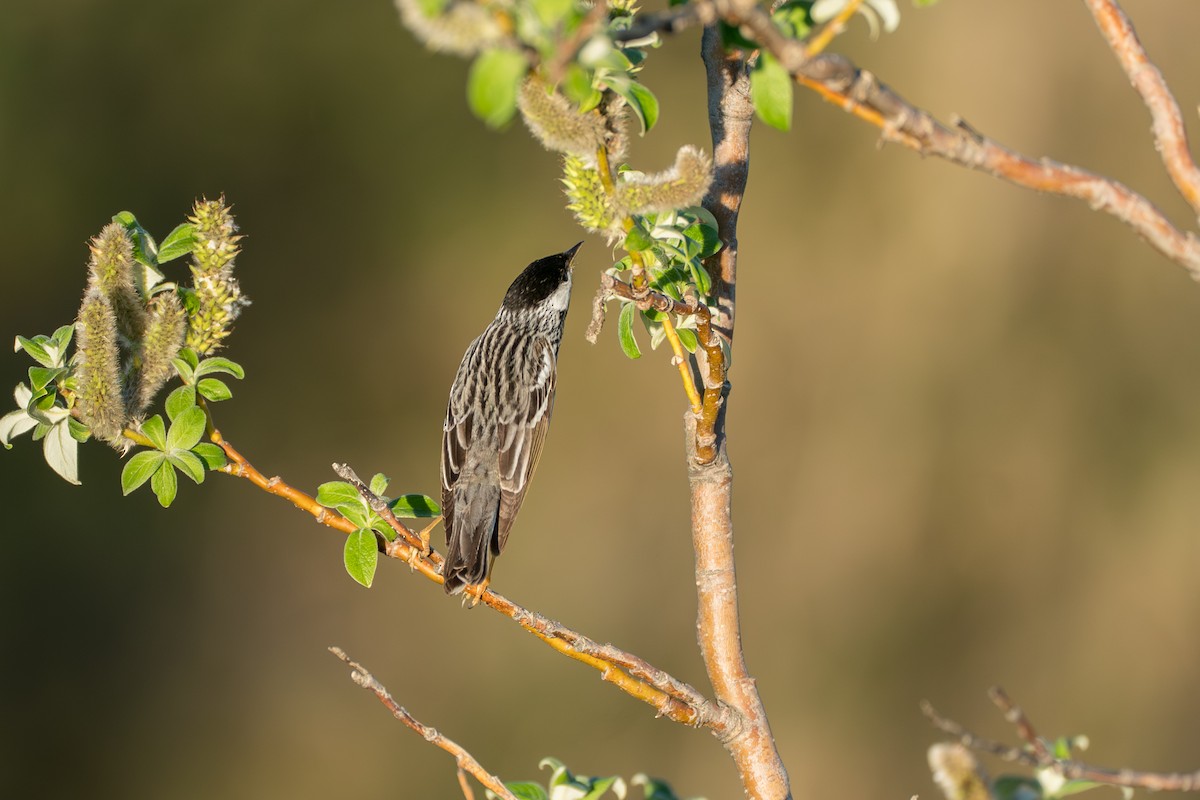 Blackpoll Warbler - ML646365720