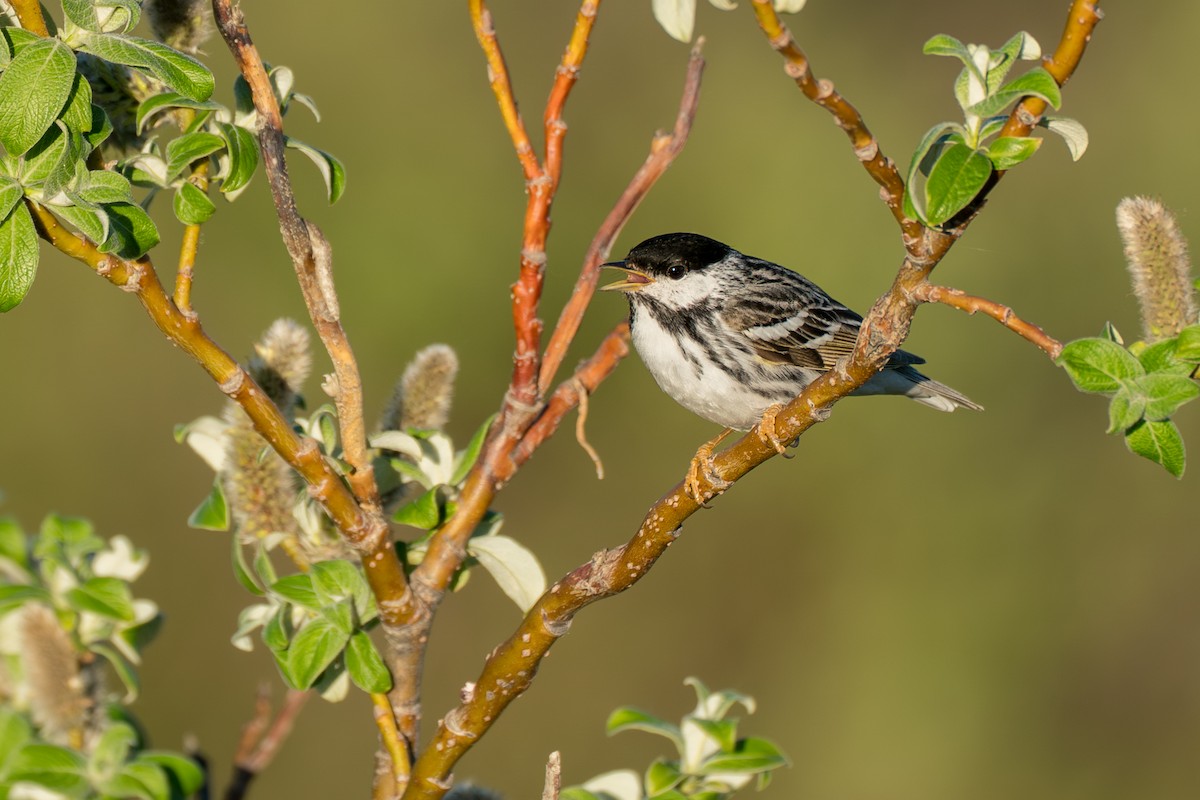 Blackpoll Warbler - ML646365721