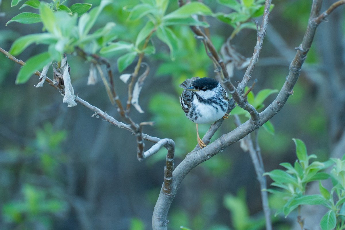 Blackpoll Warbler - ML646365722
