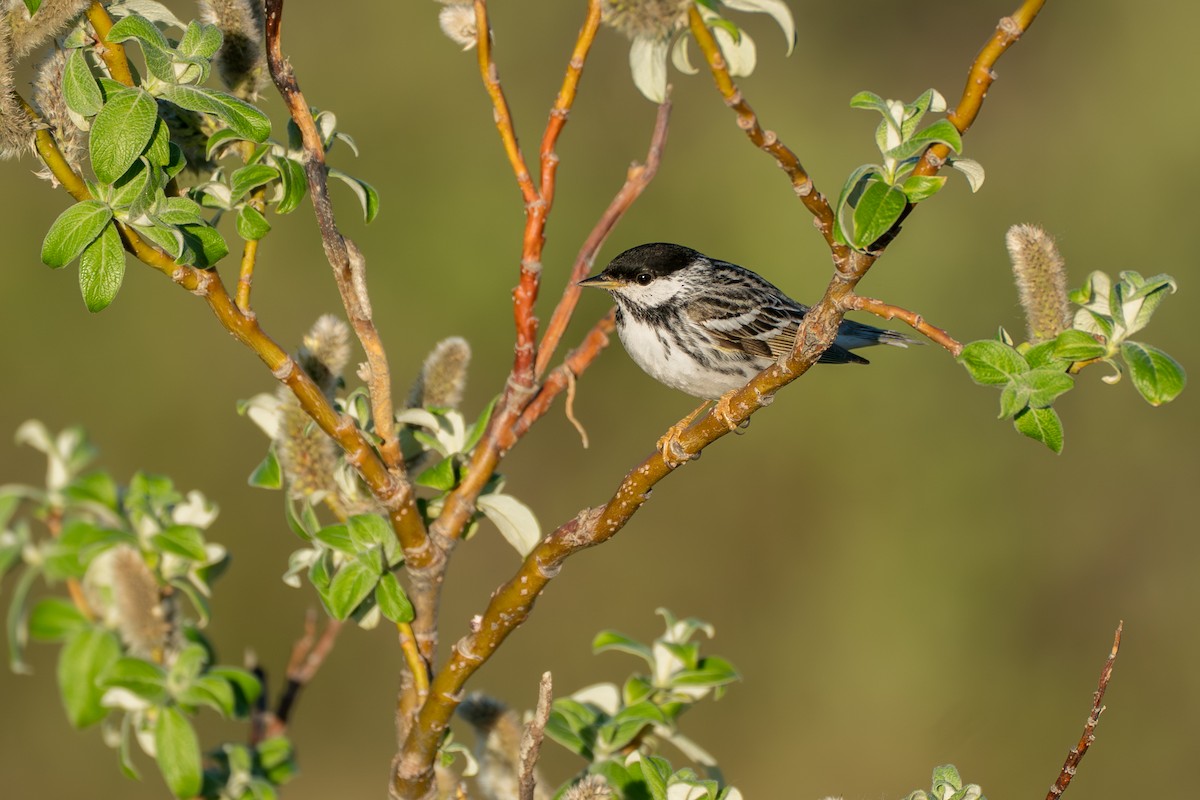 Blackpoll Warbler - ML646365723