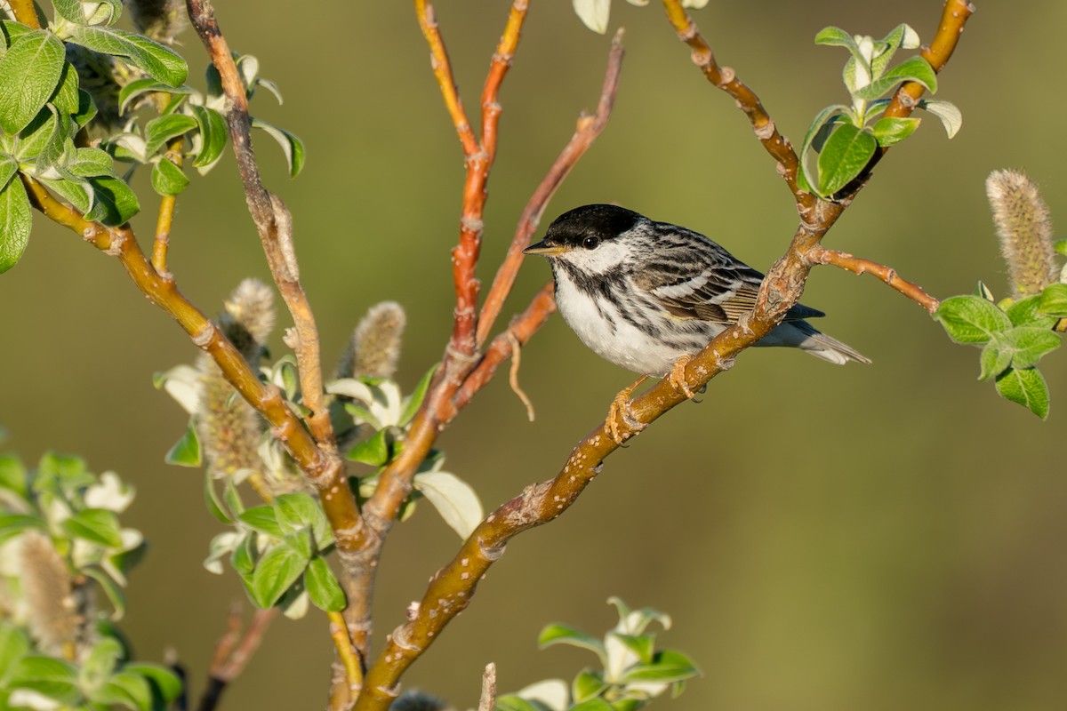 Blackpoll Warbler - ML646365724