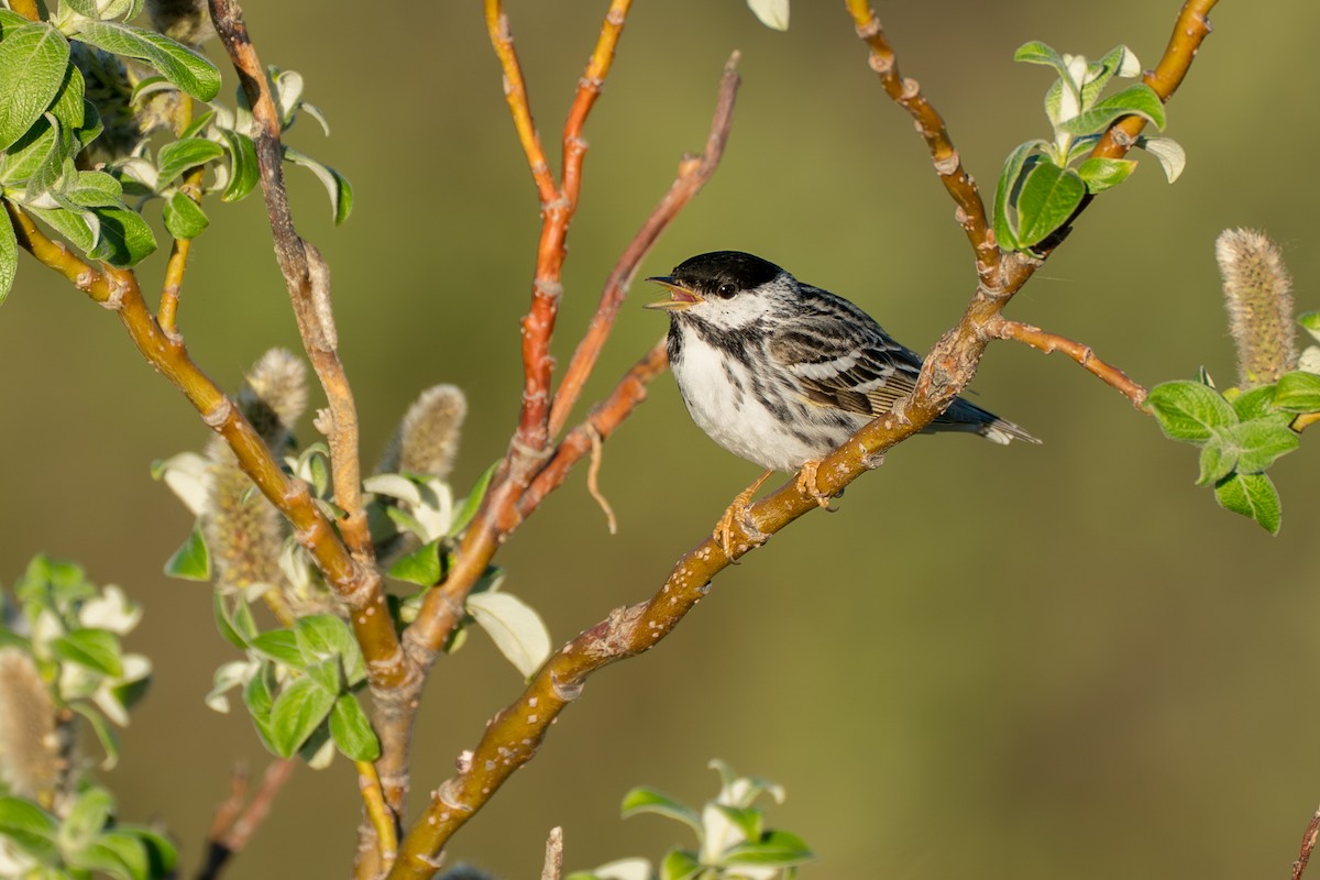 Blackpoll Warbler - ML646365725