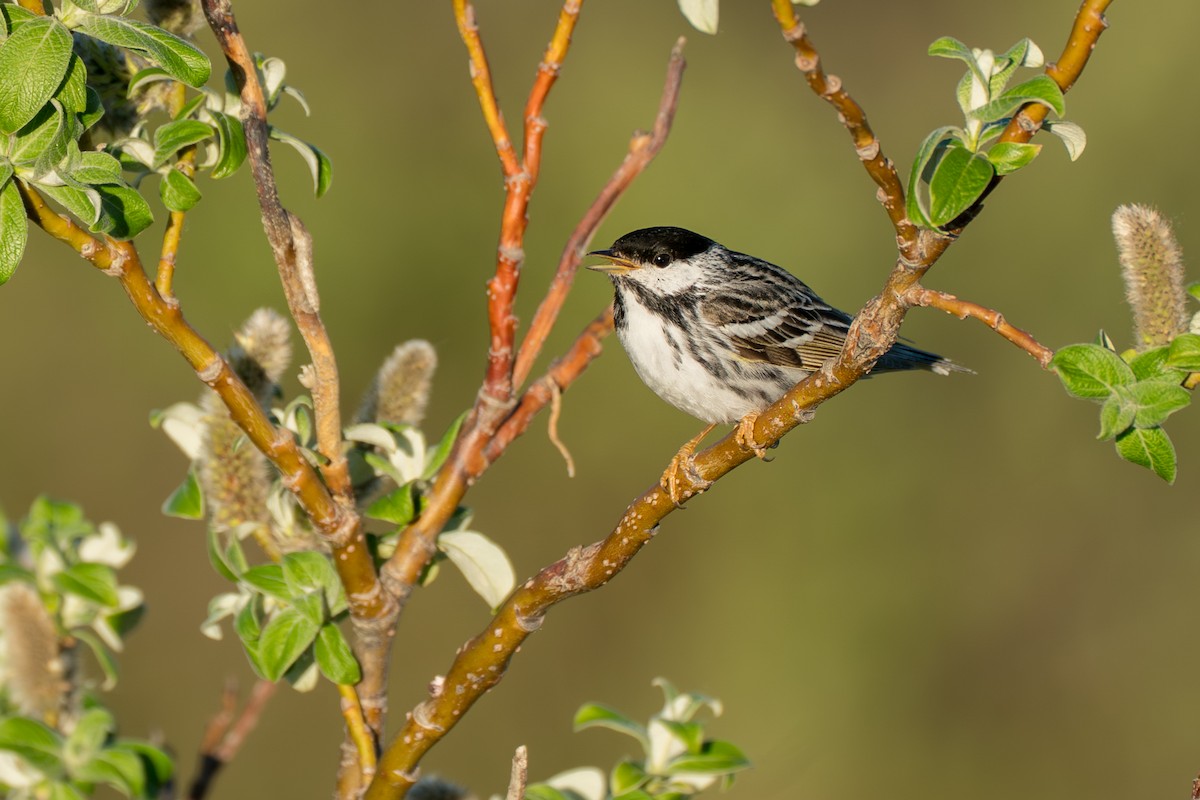 Blackpoll Warbler - ML646365726