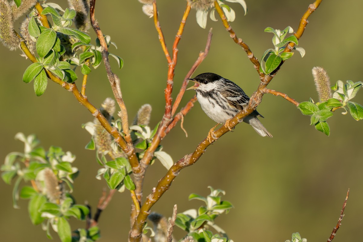 Blackpoll Warbler - ML646365727