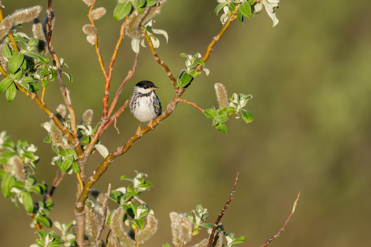 Blackpoll Warbler - ML646365728