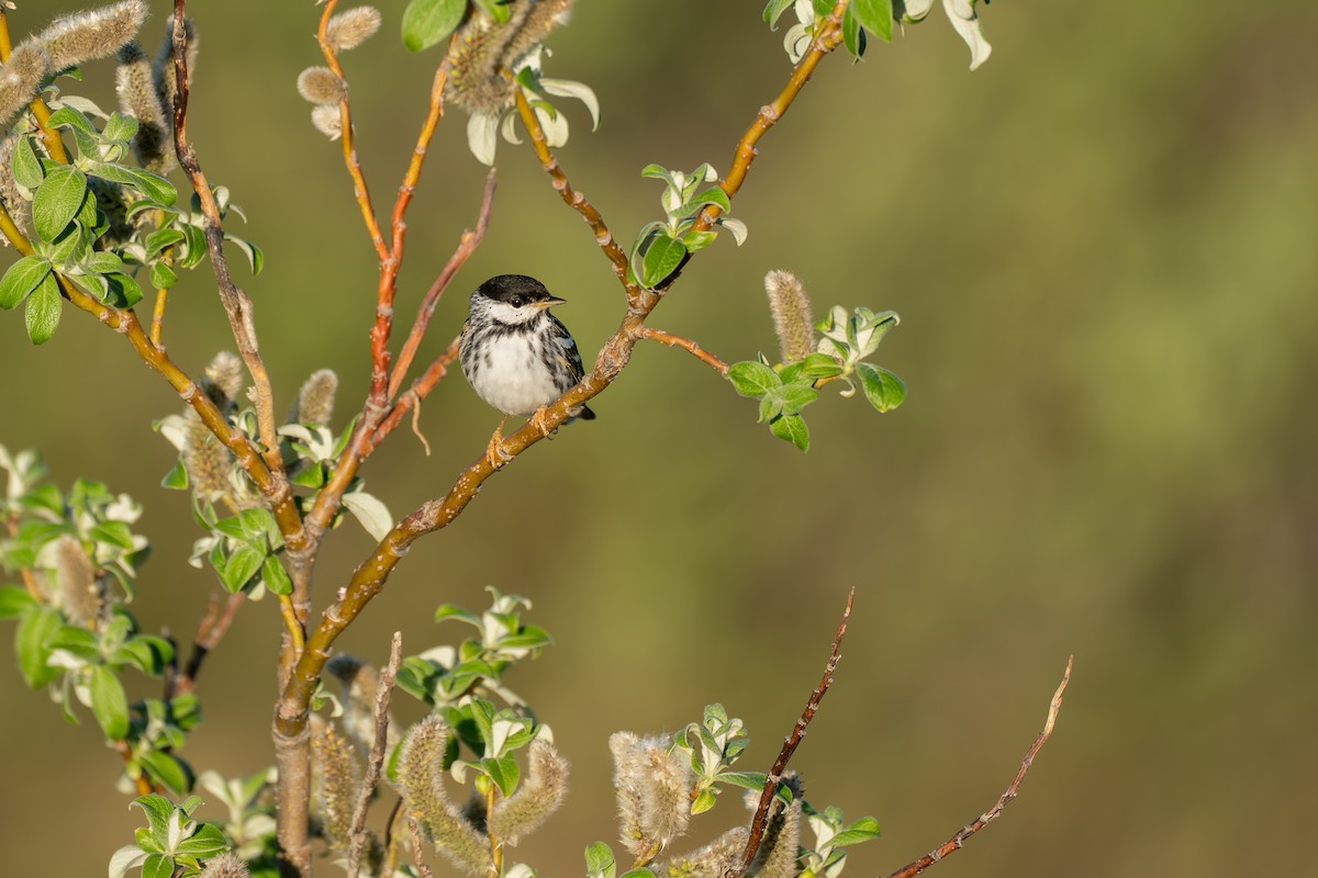 Blackpoll Warbler - ML646365729