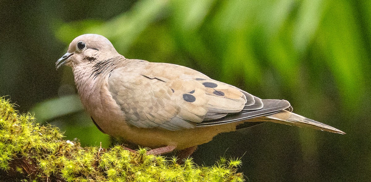 Eared Dove - ML646365731