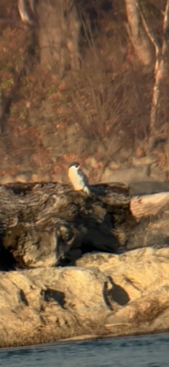 Peregrine Falcon - ML646365734