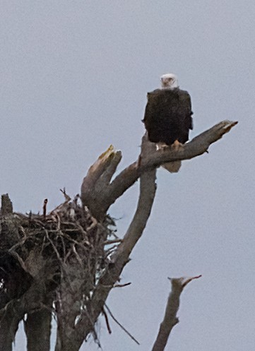 Bald Eagle - ML646365735