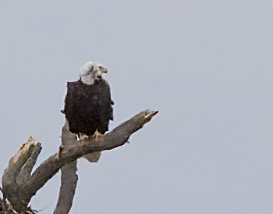 Bald Eagle - ML646365736