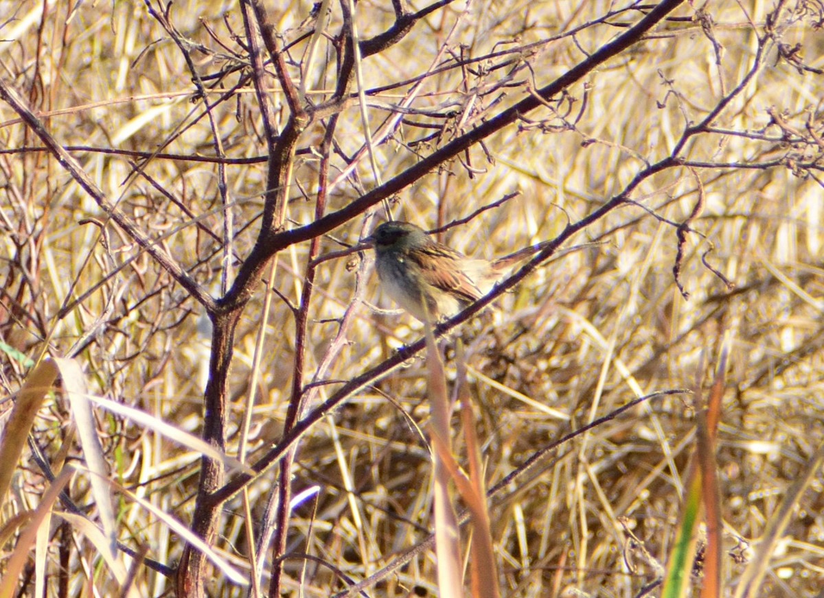 ヌマウタスズメ - ML646365738