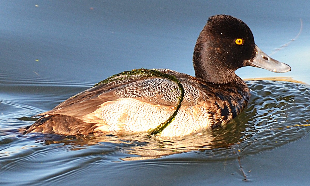 Lesser Scaup - ML646365739