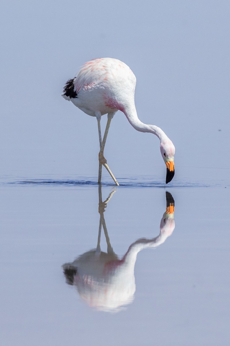 Andean Flamingo - ML646365740