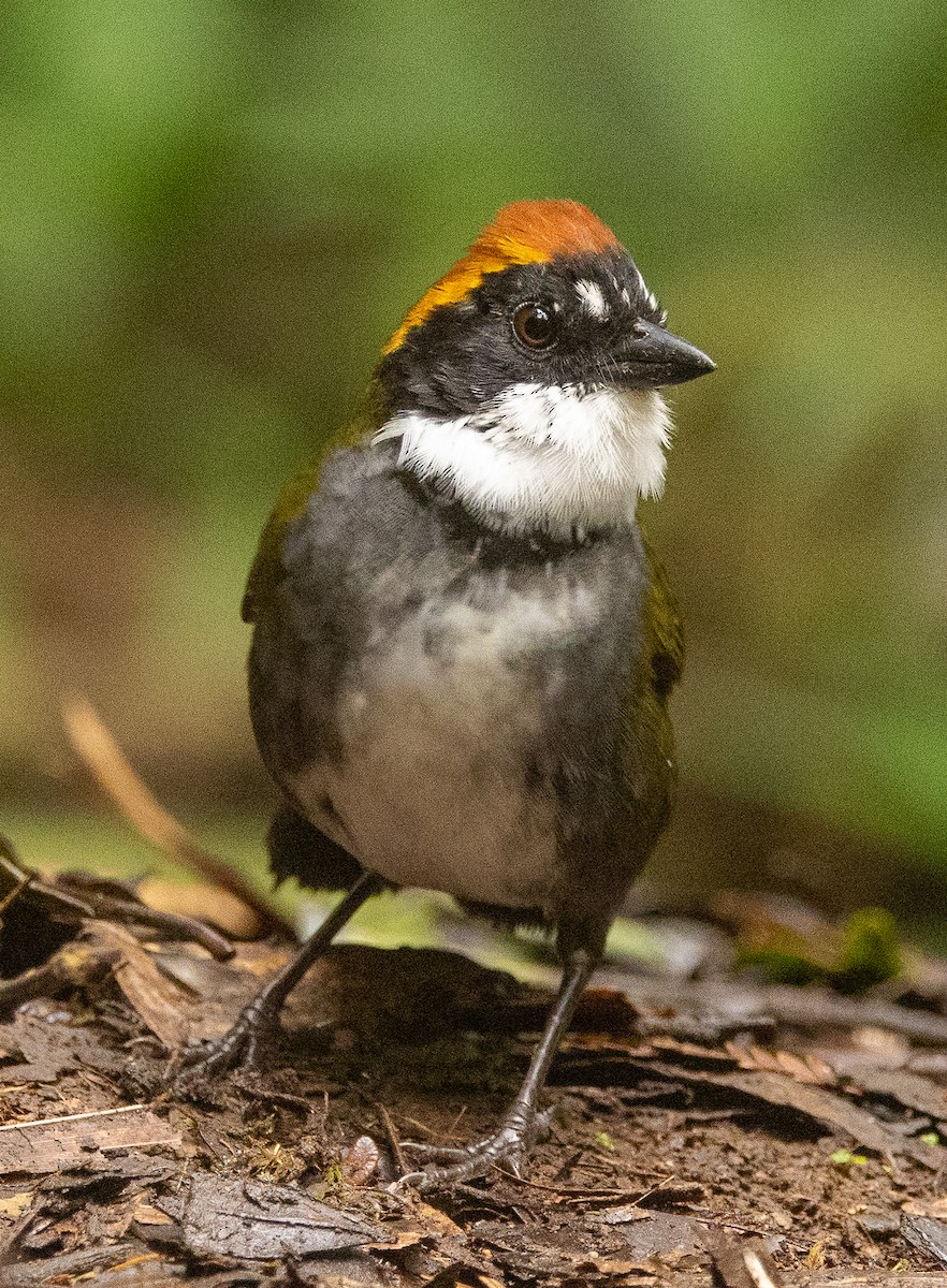 Chestnut-capped Brushfinch - ML646365743