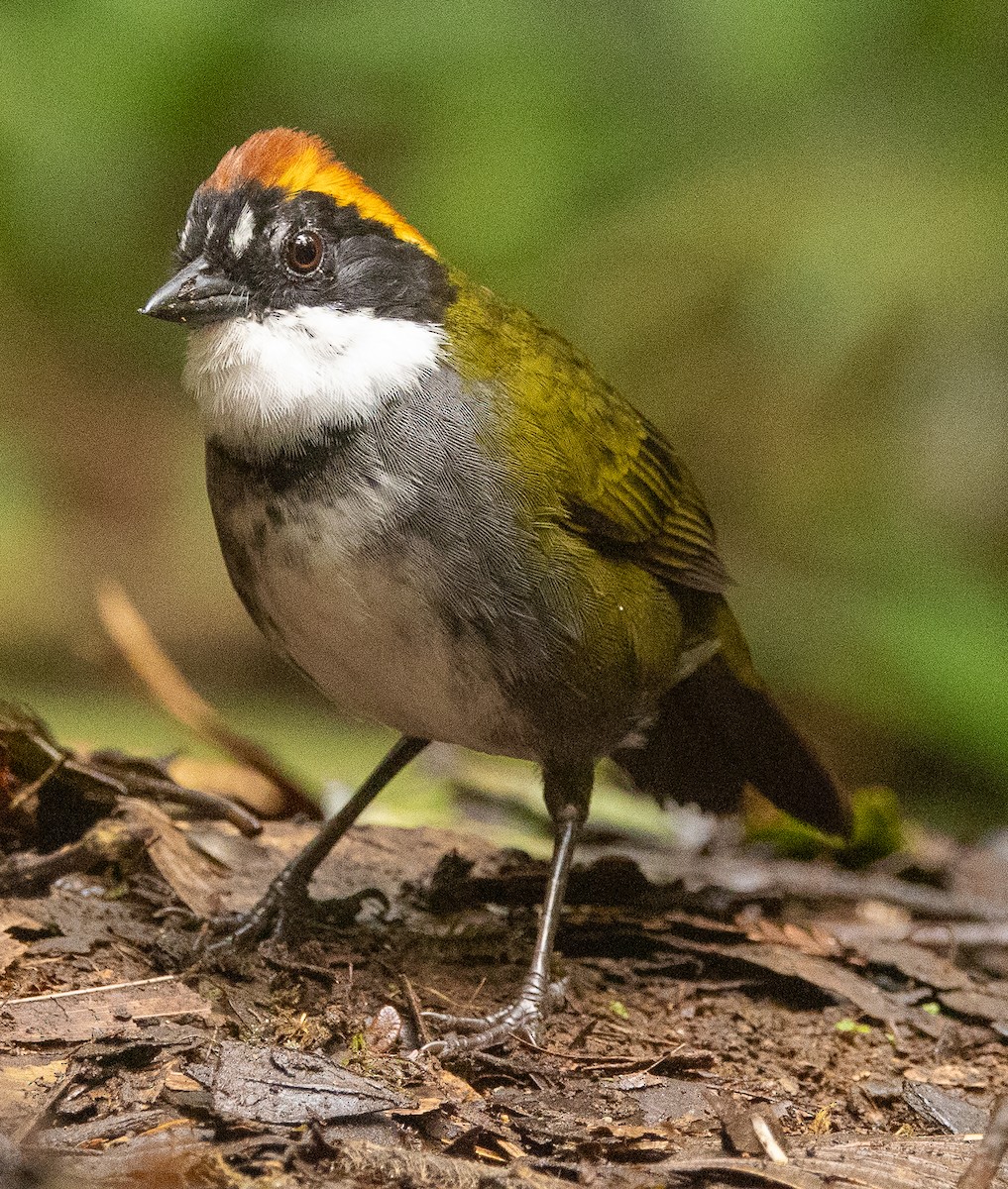 Chestnut-capped Brushfinch - ML646365744