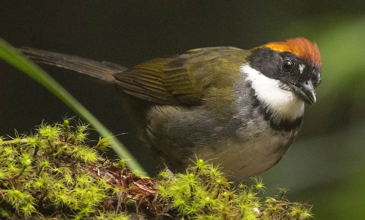 Chestnut-capped Brushfinch - ML646365745