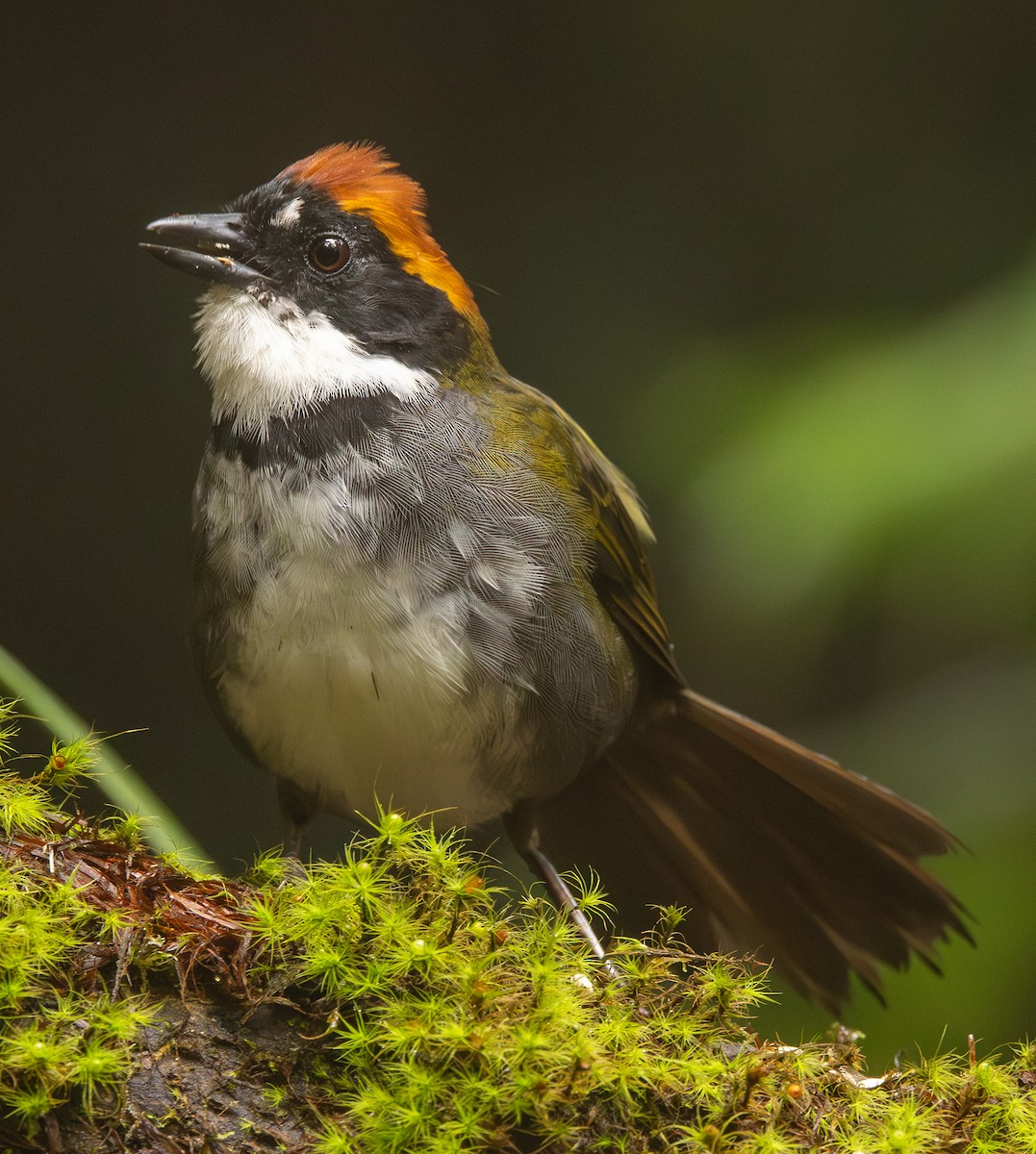 Chestnut-capped Brushfinch - ML646365746