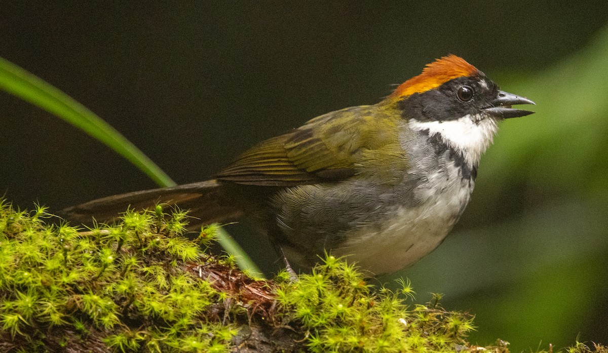Chestnut-capped Brushfinch - ML646365747