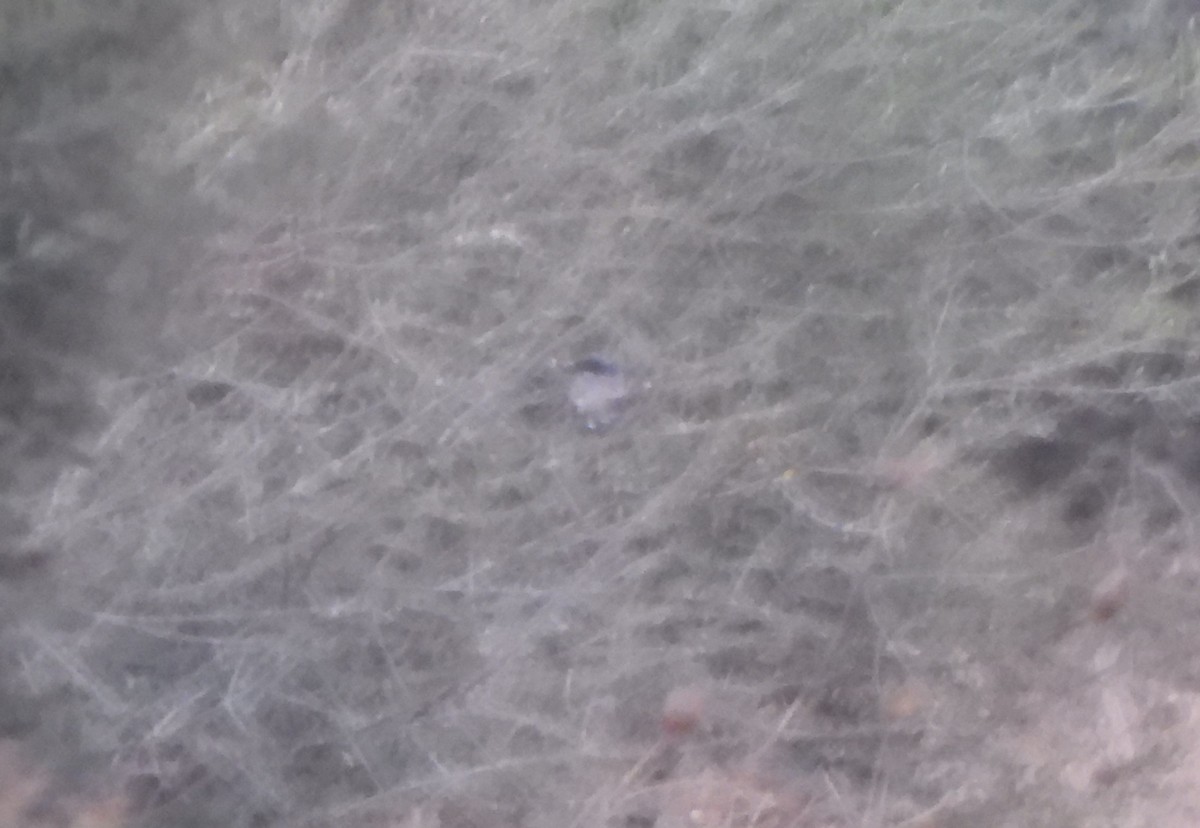 Raubwürger [elegans-Gruppe] - ML646365748