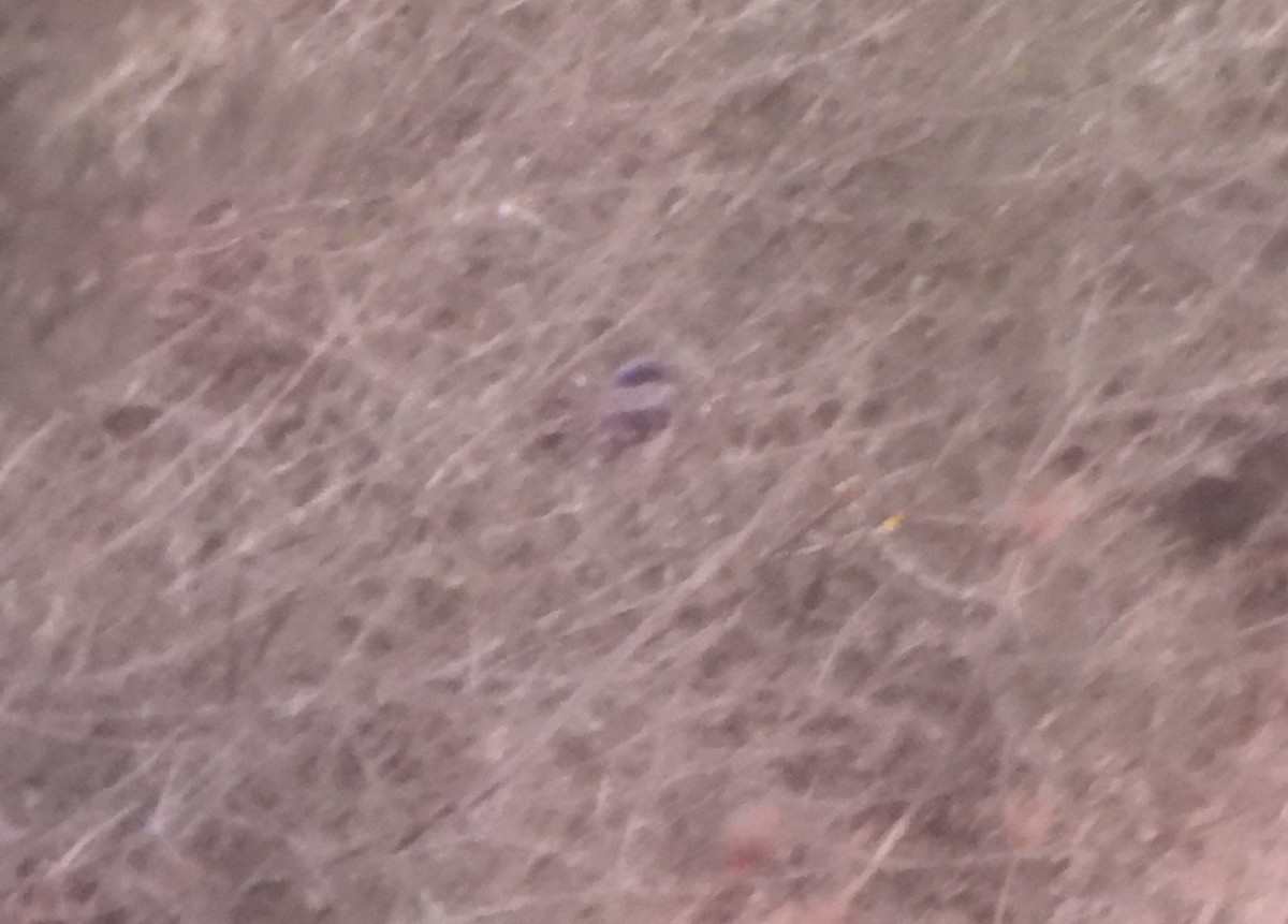 Raubwürger [elegans-Gruppe] - ML646365749