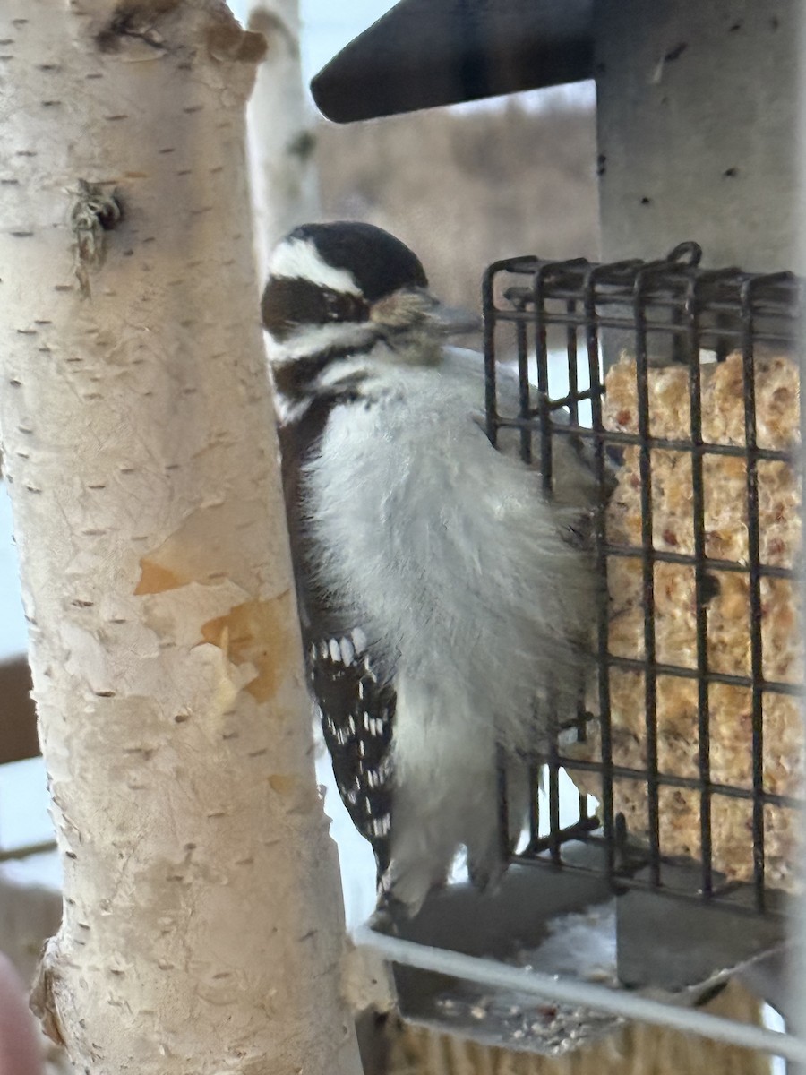 Haarspecht - ML646365751