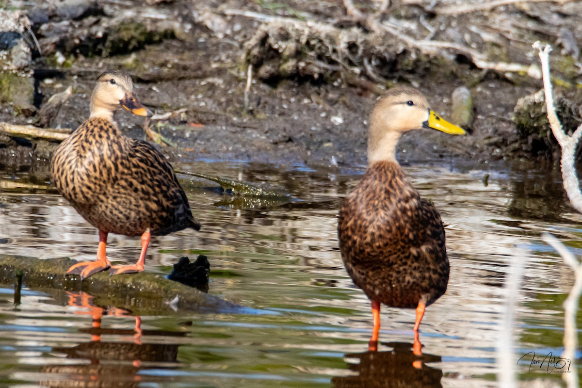 Mottled Duck - ML646365752