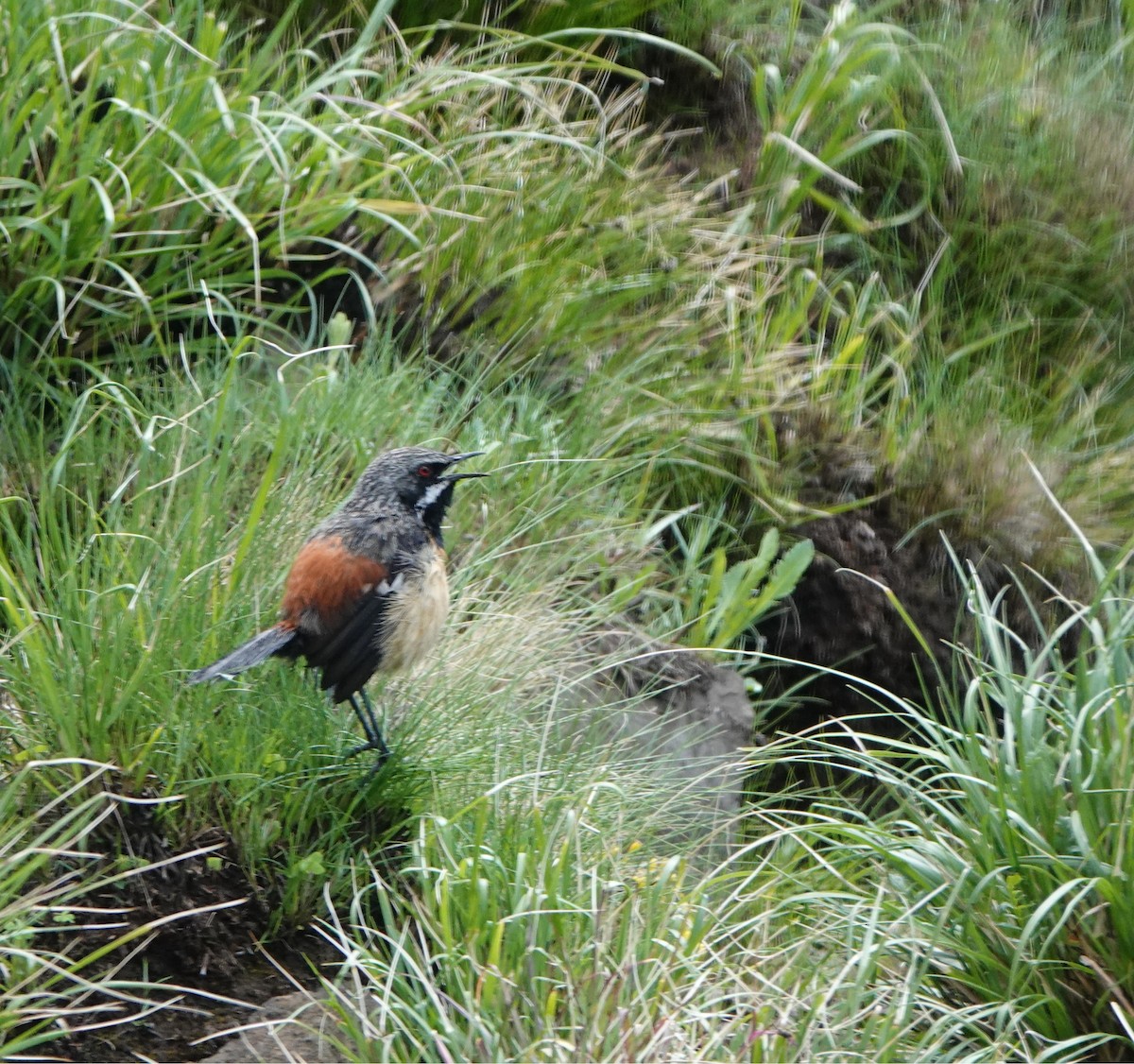 Drakensberg Rockjumper - ML646365754