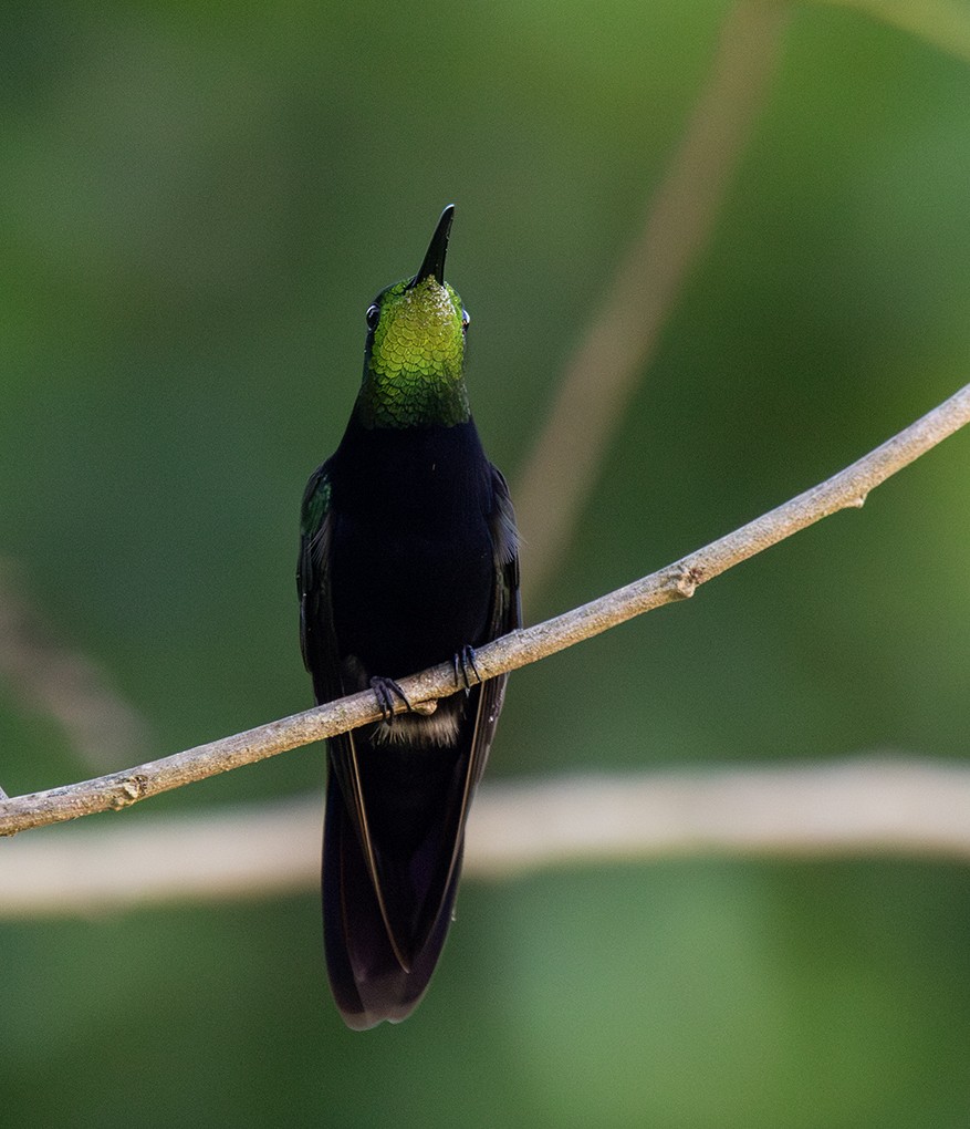 Hispaniolan Mango - ML646365756