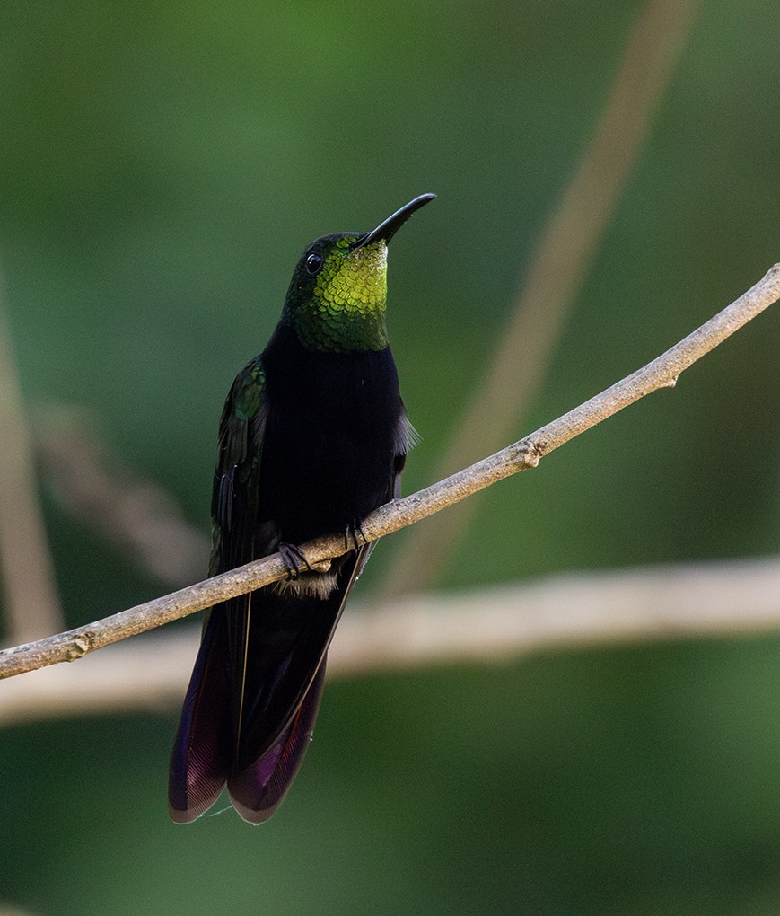 Hispaniolan Mango - ML646365757