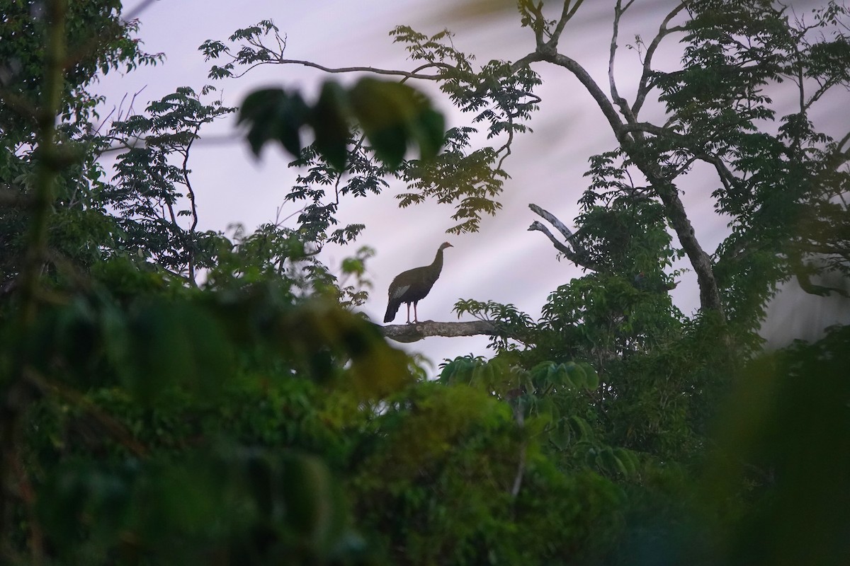 Ocellated Turkey - ML646365759