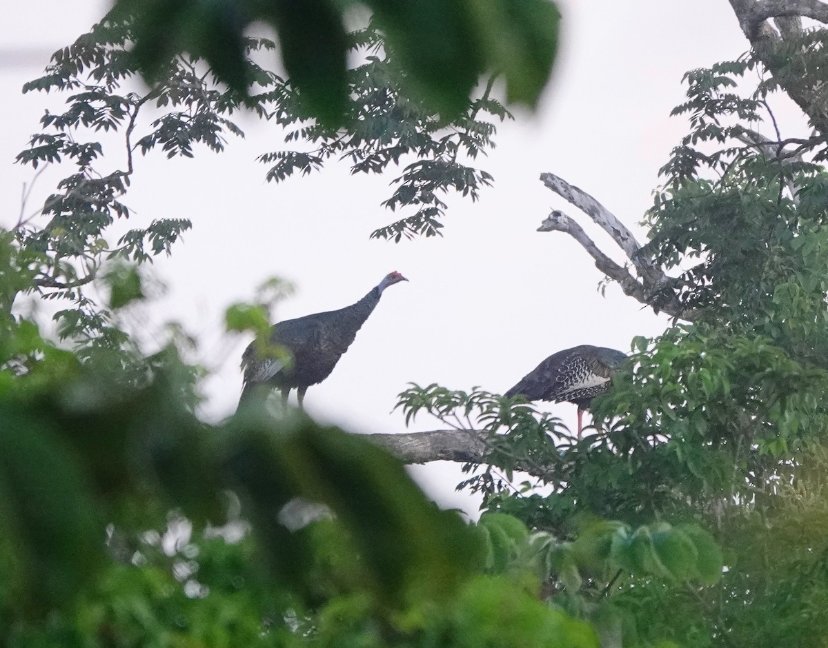 Ocellated Turkey - ML646365764