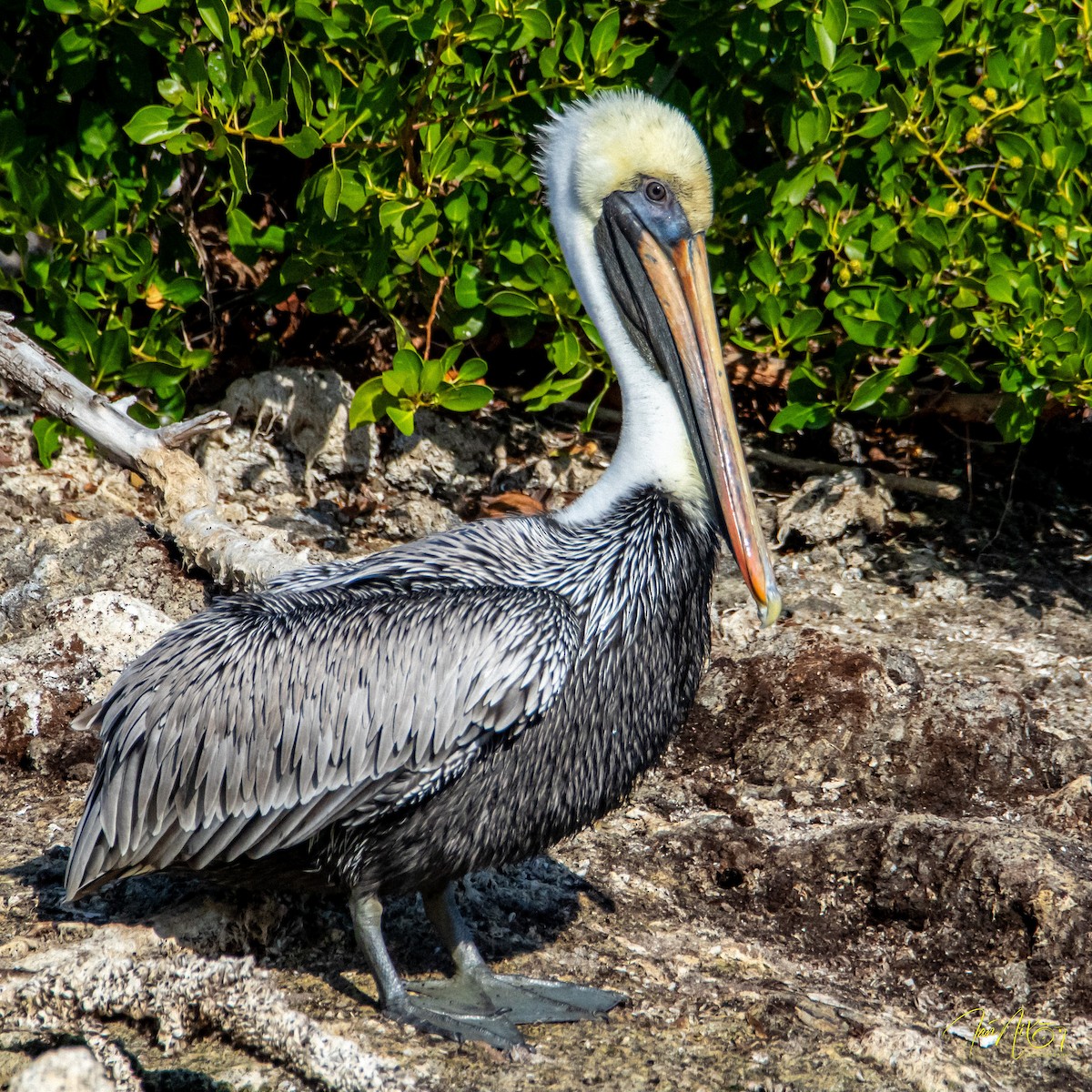 Brown Pelican - ML646365765