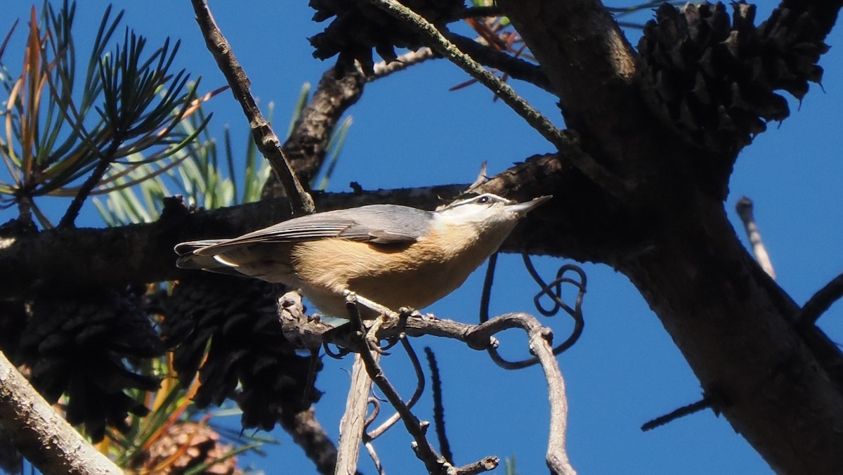 brhlík americký - ML646365767