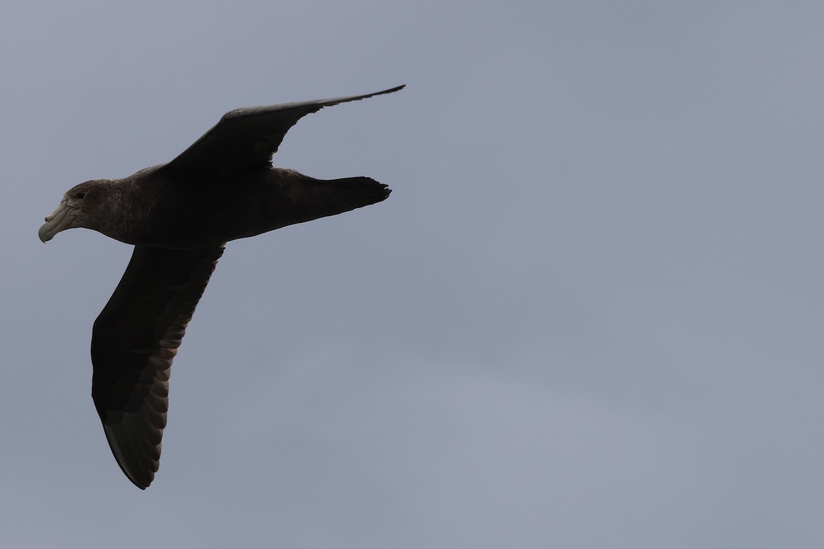 Antarktik Dev Fırtınakuşu - ML646365768